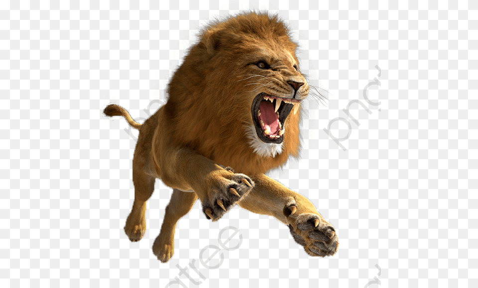 Lion Format Category Lion, Animal, Mammal, Wildlife Png Image