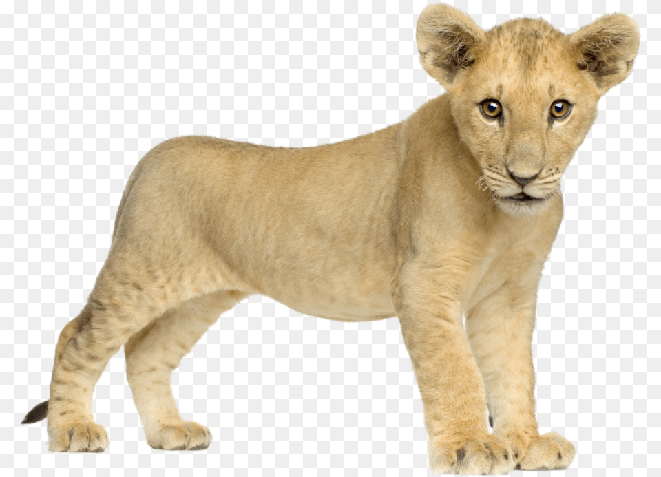 Lion Free Download Picture Lions Lion Cub, Animal, Mammal, Wildlife Png Image