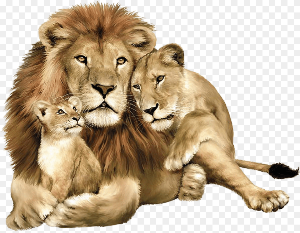 Lion Download Picture Lions Lion Lioness And Cub, Animal, Mammal, Wildlife Free Transparent Png