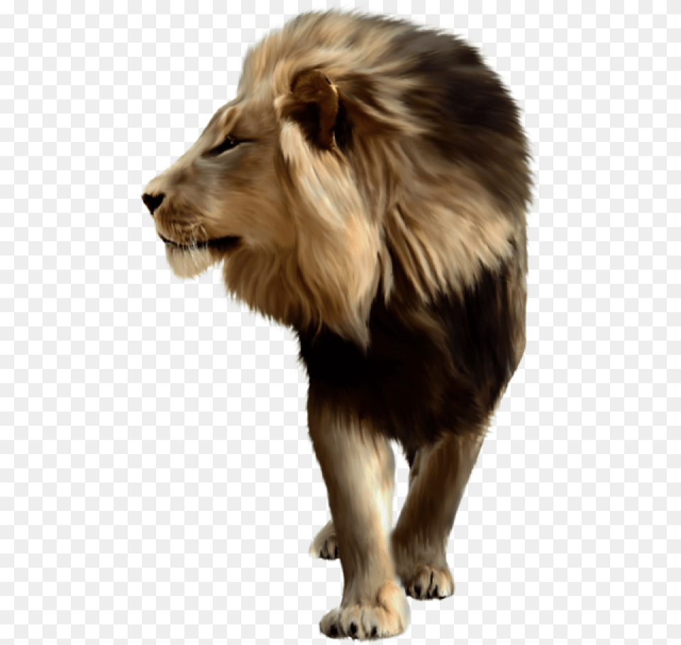 Lion Free Lion For Picsart, Animal, Mammal, Wildlife, Canine Png Image