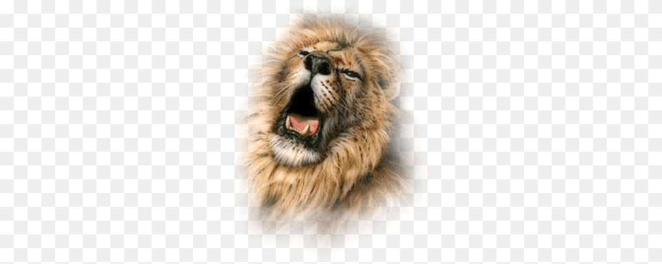 Lion Freetoedit Lion, Animal, Mammal, Wildlife, Cheetah Png Image