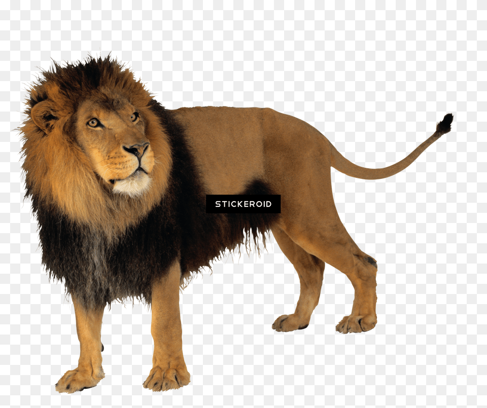 Lion Full Hd Lion, Animal, Mammal, Wildlife Free Transparent Png