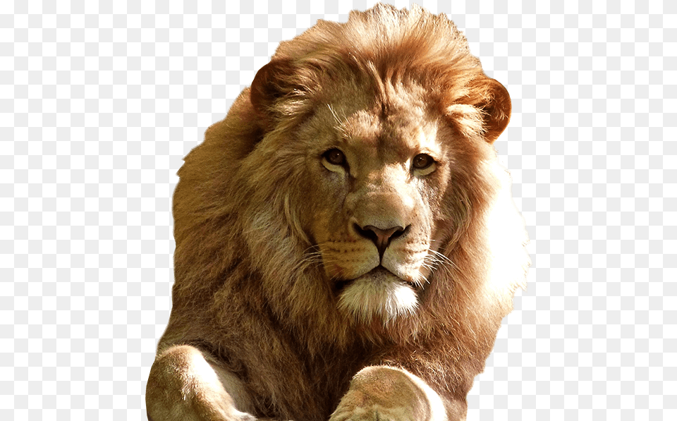 Lion Good Morning Quotes, Animal, Mammal, Wildlife Png Image