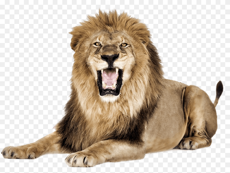 Lion Hd, Animal, Mammal, Wildlife Png Image
