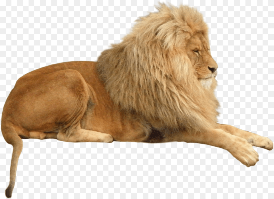 Lion Hd Image Singa, Animal, Mammal, Wildlife Free Png Download