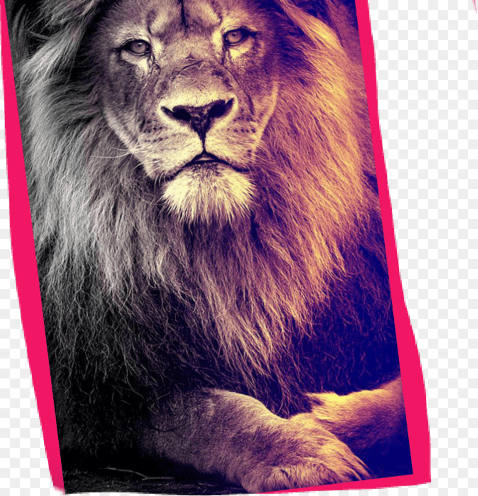 Lion Hd Wallpaper Iphone, Animal, Mammal, Wildlife Free Png Download