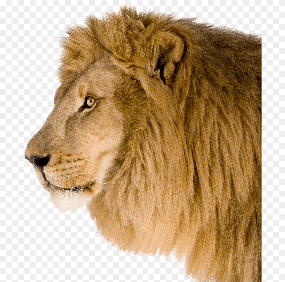 Lion Head Side, Animal, Mammal, Wildlife Free Png