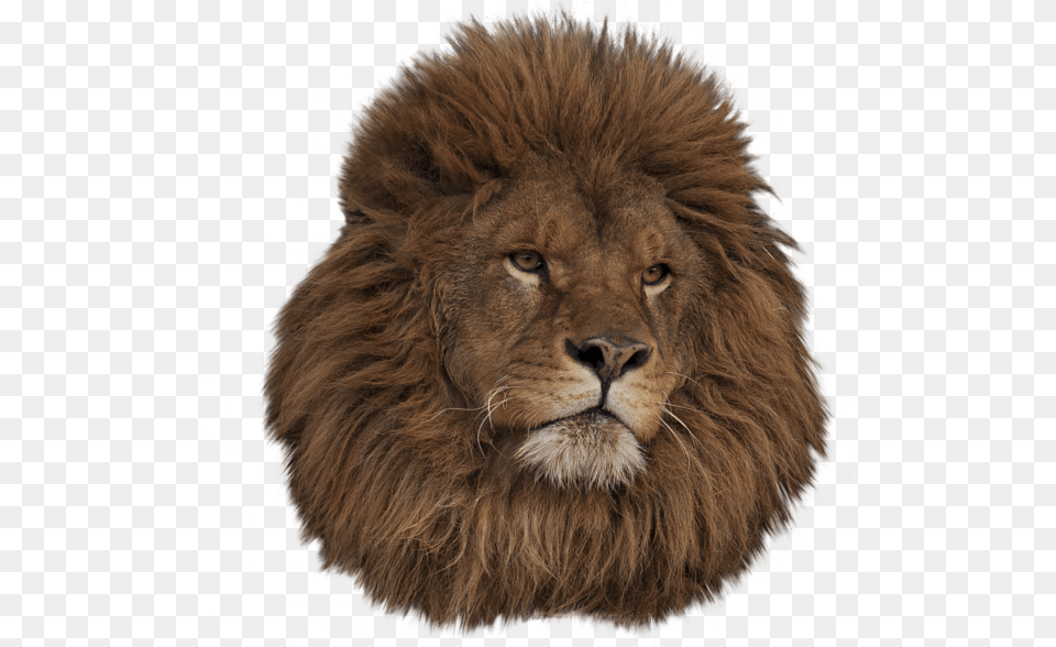 Lion Head Tumblr Transparent, Animal, Mammal, Wildlife Png