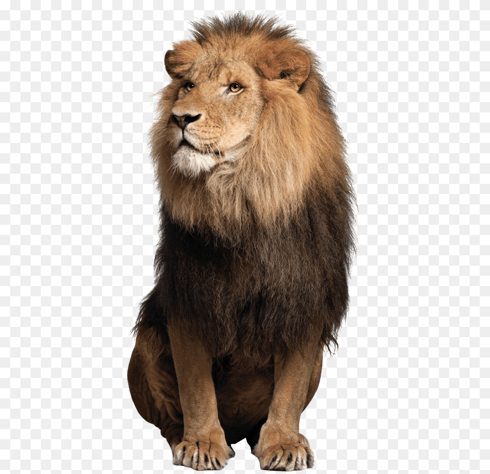 Lion Image, Animal, Mammal, Wildlife Free Png