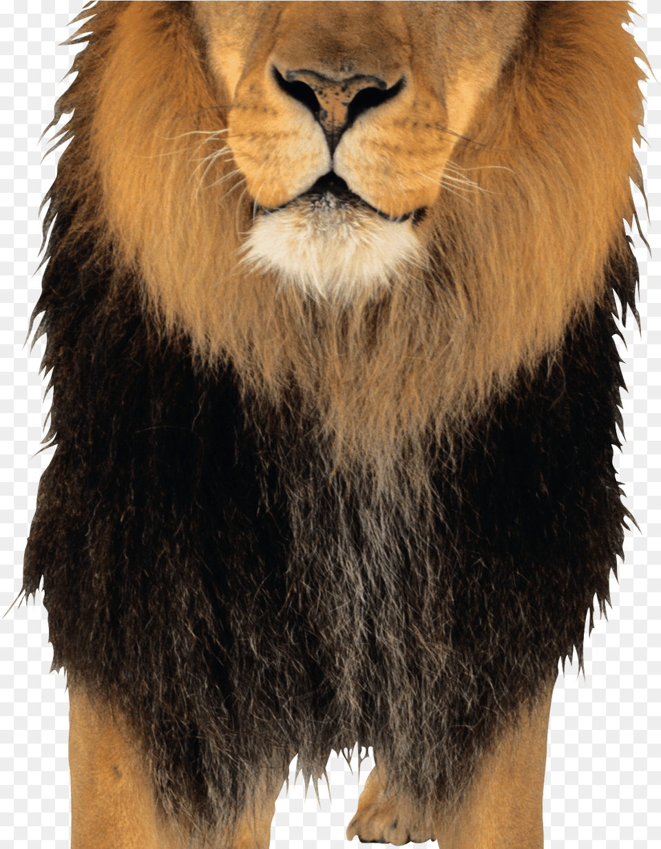 Lion Animal, Mammal, Wildlife Png Image