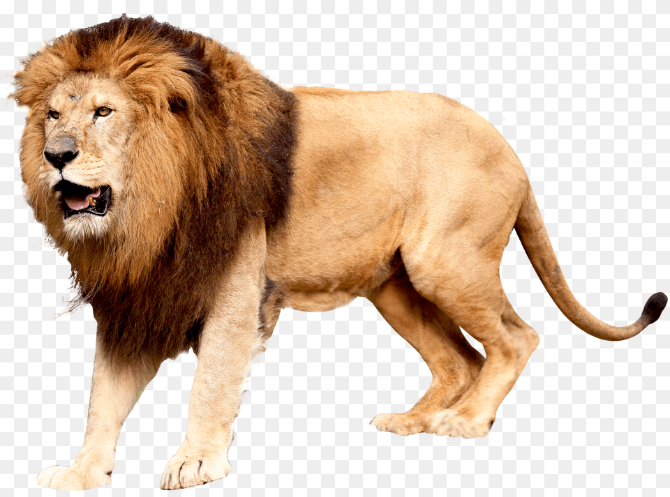 Lion Image Free Png Download