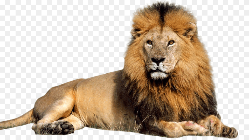 Lion Image For Lion Sitting Images Hd, Animal, Mammal, Wildlife Free Png