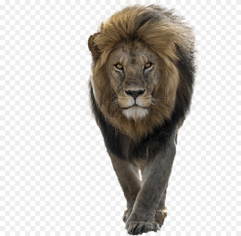 Lion Image Handsome Lion, Animal, Mammal, Wildlife Free Png Download