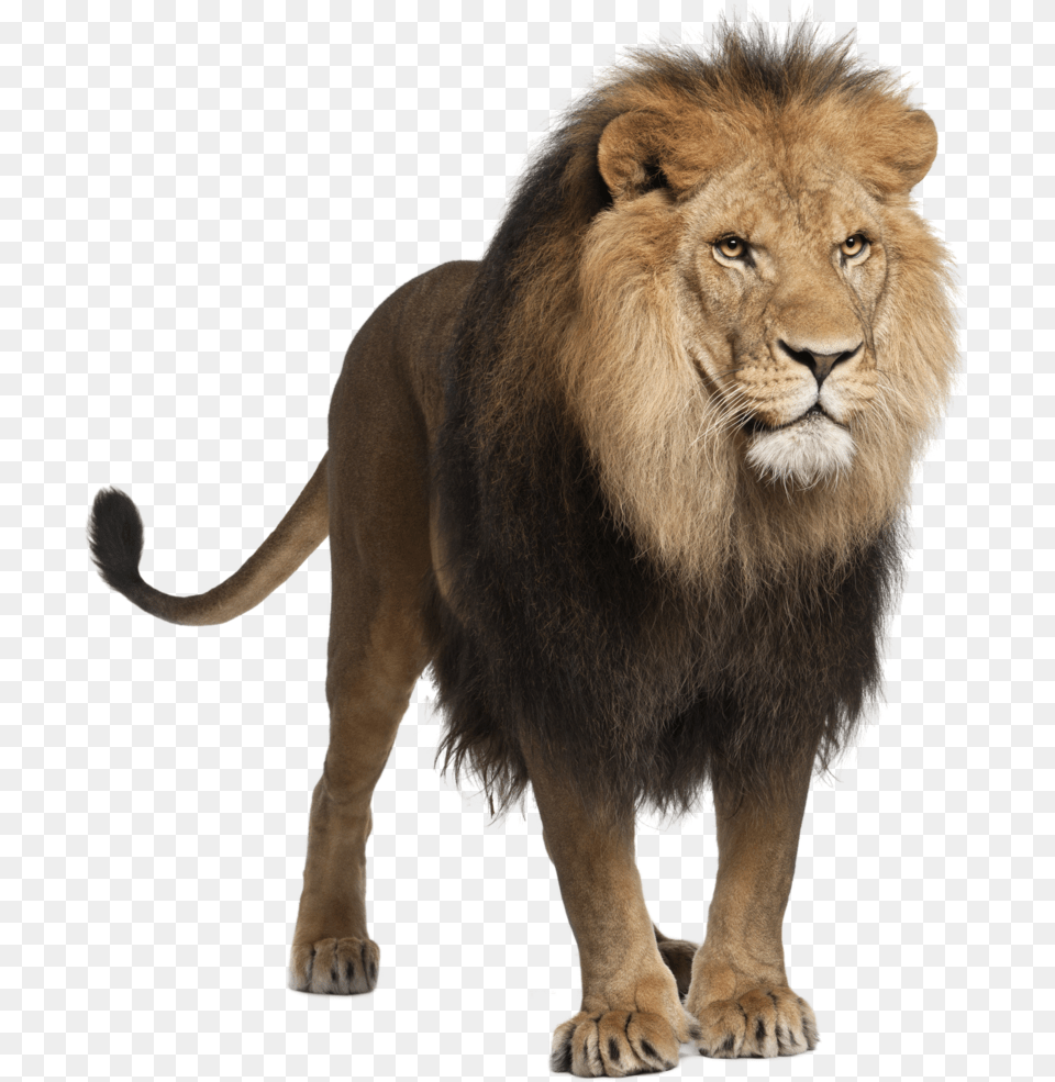 Lion Image Image Picture Lions Panthera Leo, Animal, Mammal, Wildlife Free Png Download