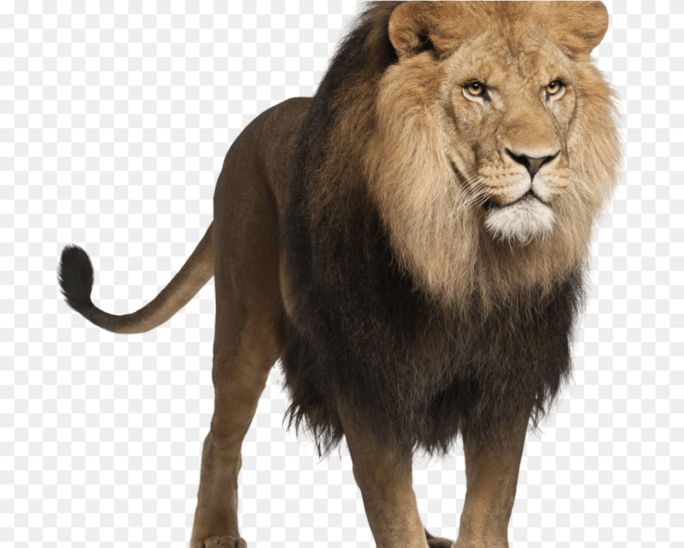 Lion Jungle King Lion Standing Images Hd, Animal, Mammal, Wildlife Png Image