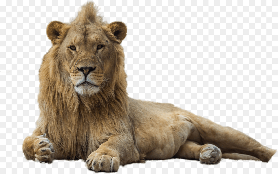 Lion Image Lion, Animal, Mammal, Wildlife Png