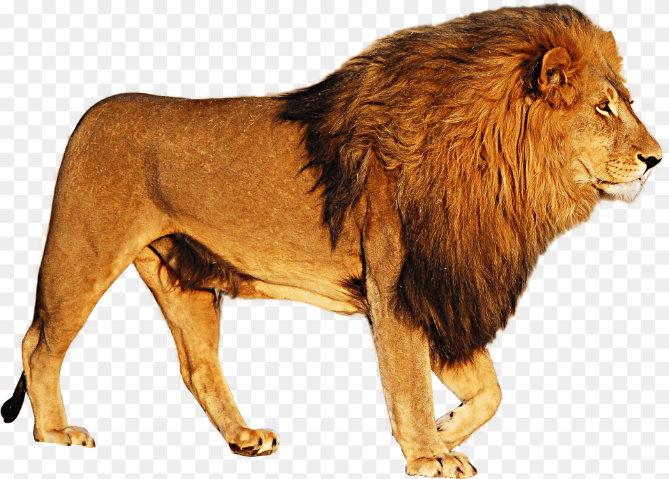 Lion Image Lion With No Background Free Png Download