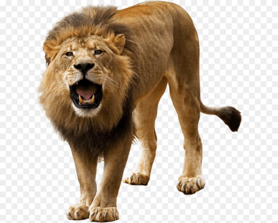 Lion Transparent Background Lion, Animal, Mammal, Wildlife Png Image