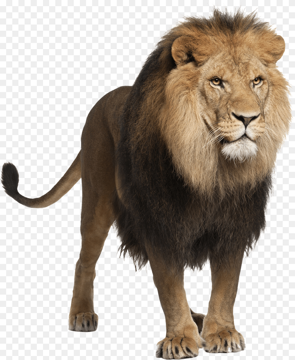 Lion Images And Clipart Animal Lion White Background, Body Part, Mouth, Person, Tongue Png Image