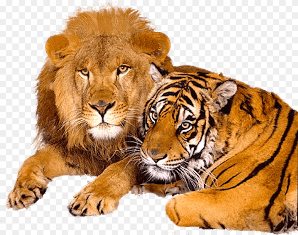 Lion Images And Clipart Lions And Tigers Together, Animal, Mammal, Wildlife, Tiger Png