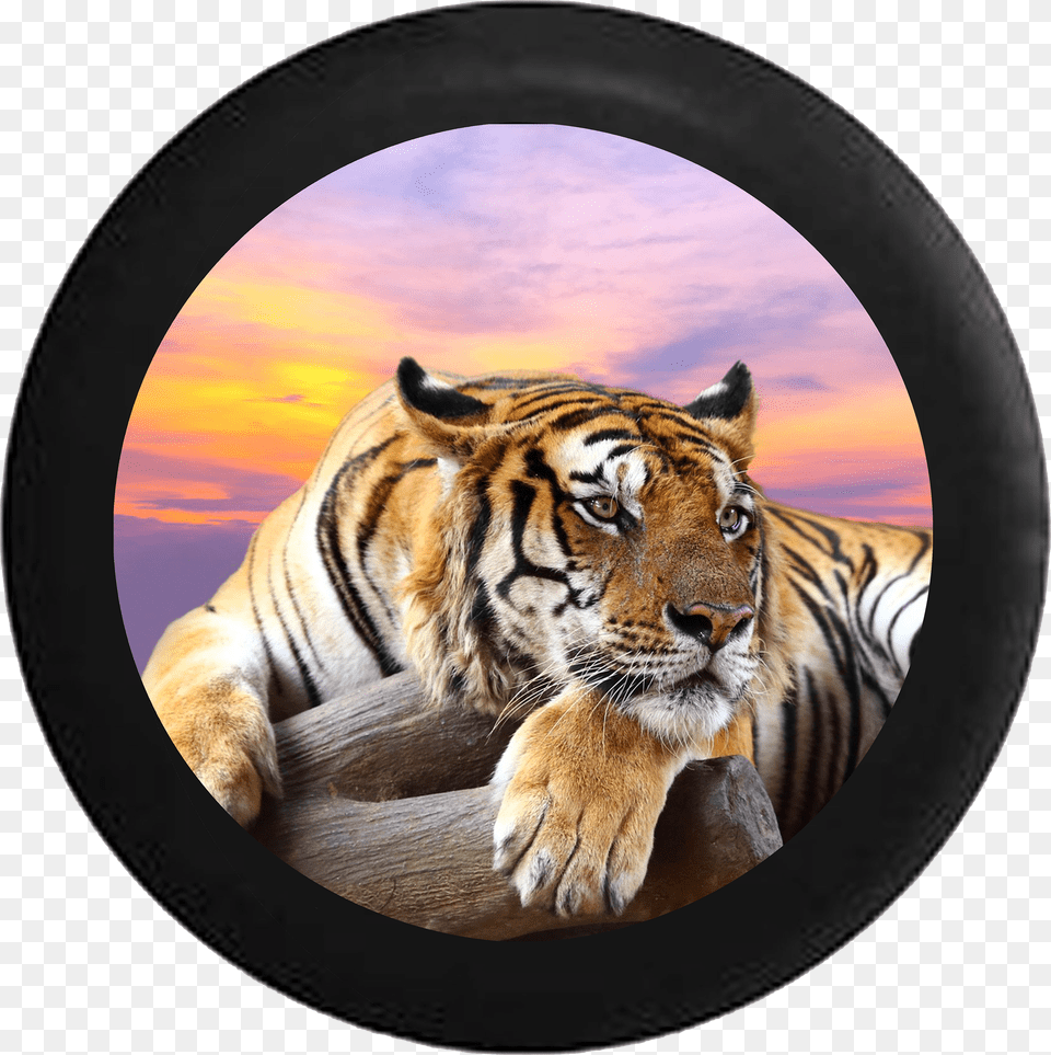 Lion Jungle Cat Sunset Sky On Log Jeep Camper Spare Png Image