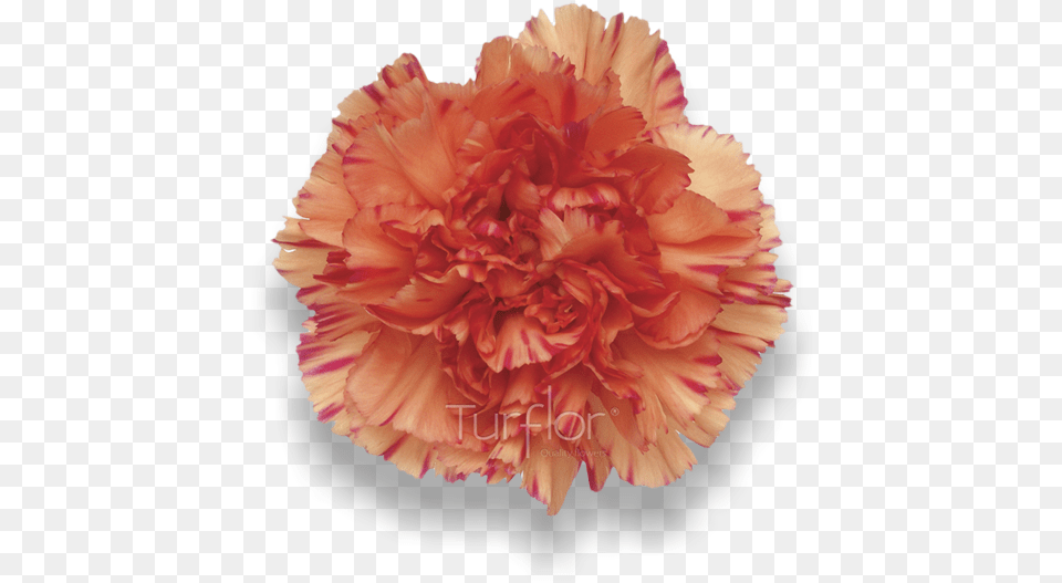 Lion King Carnation, Flower, Plant Free Png