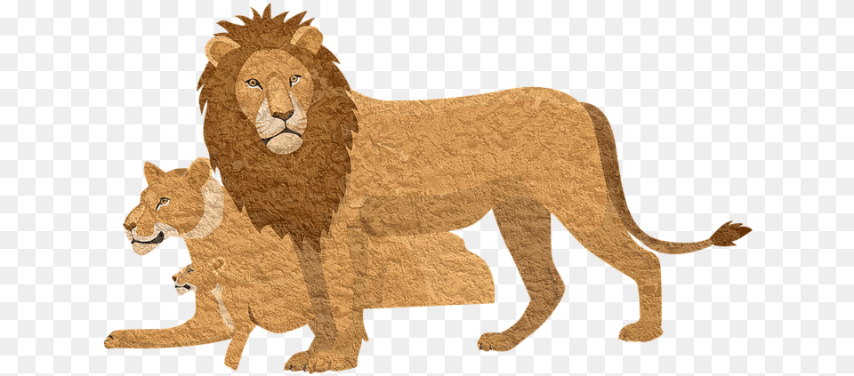 Lion King Shirts 2019, Animal, Mammal, Wildlife Png Image