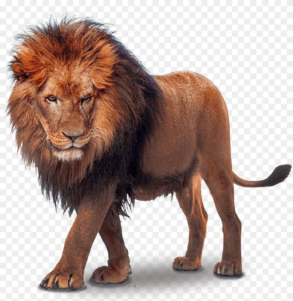 Lion Konfest, Animal, Mammal, Wildlife Png