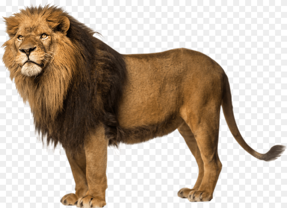 Lion Left Looking Transparent Wild Animals With Names, Animal, Mammal, Wildlife Png
