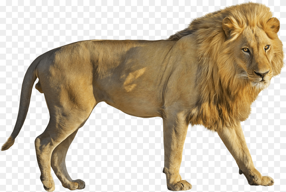 Lion Lion Gif No Background, Animal, Mammal, Wildlife Png Image