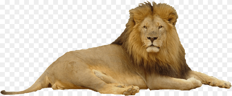 Lion Lion In Top Hat, Animal, Mammal, Wildlife Free Transparent Png