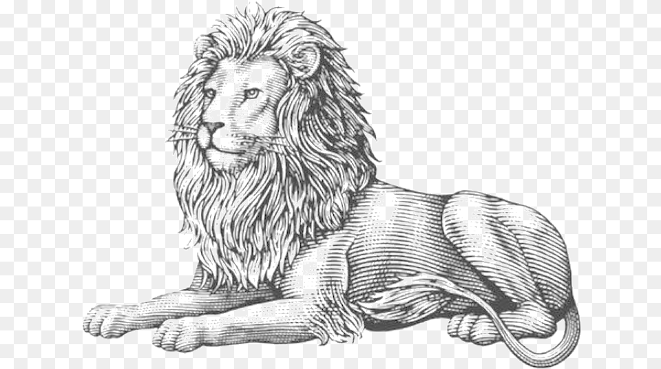 Lion Lion Is A Lover Lion Engraving Illustration, Animal, Mammal, Wildlife, Art Png Image