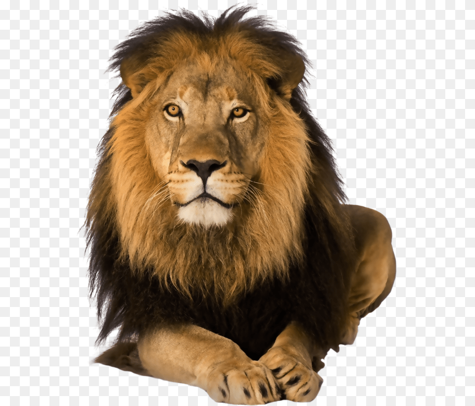 Lion Lion On Background, Animal, Mammal, Wildlife Free Png