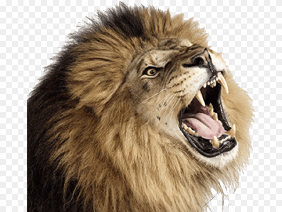 Lion Lion Roaring Transparent Background, Animal, Mammal, Wildlife, Bear Free Png