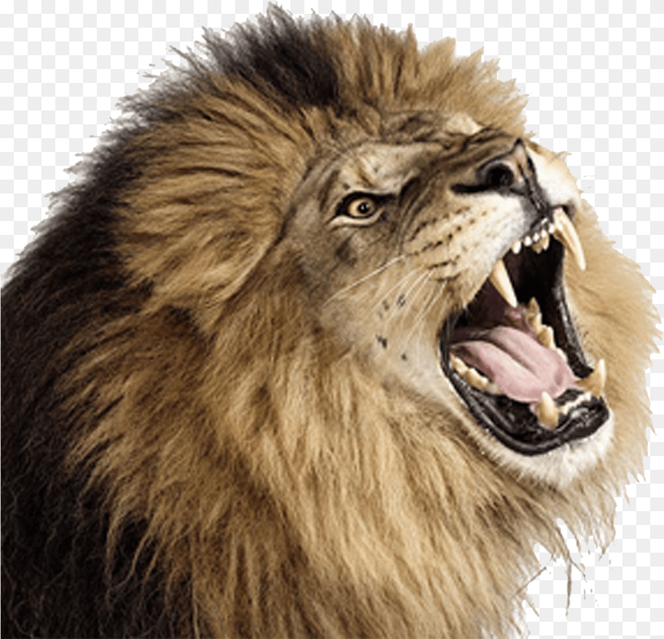 Lion Lion Roaring Transparent Background, Animal, Mammal, Wildlife Free Png