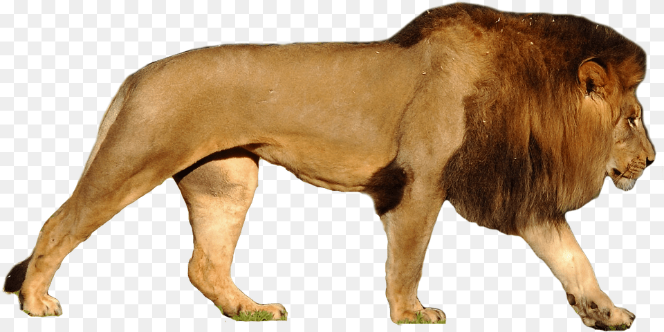Lion Lion Vs Polar Bear Size, Animal, Mammal, Wildlife Png Image