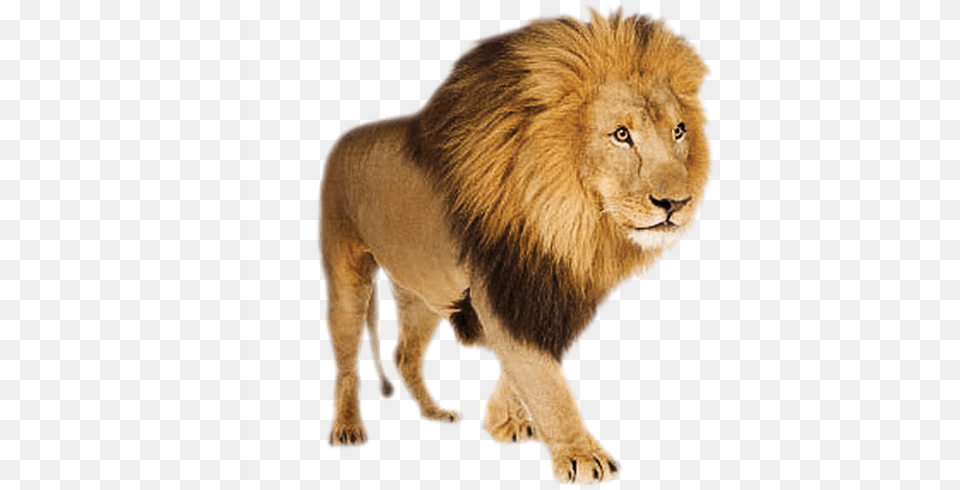 Lion Lion White Background, Animal, Mammal, Wildlife Free Transparent Png