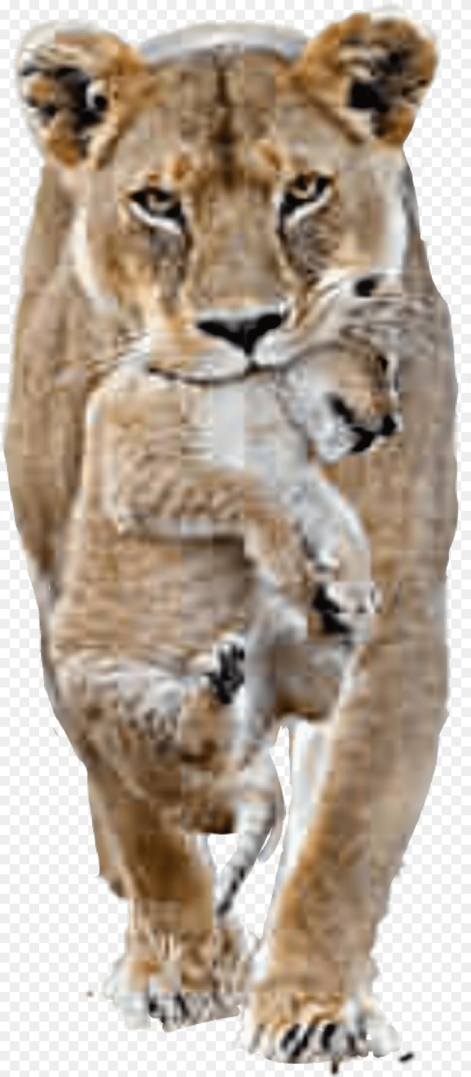 Lion Lioness Cub Male Female Lion Lions, Animal, Mammal, Wildlife, Cat Free Transparent Png
