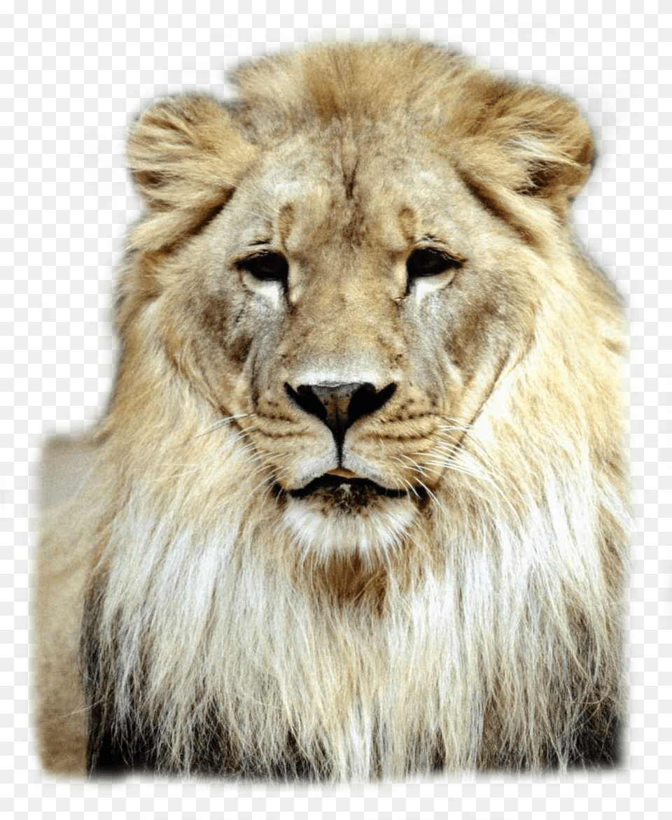 Lion Lions Lionking Has Have For Grade, Animal, Mammal, Wildlife Png Image