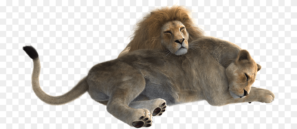 Lion Male And Female, Animal, Mammal, Wildlife Png Image