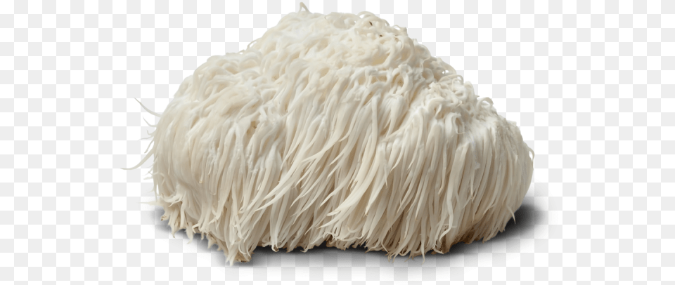 Lion Mane Powdered Lion39s Mane Mushroom, Animal, Bird, Food, Noodle Free Png