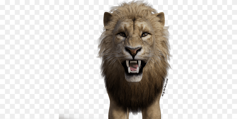 Lion Masai Lion, Animal, Mammal, Wildlife Png