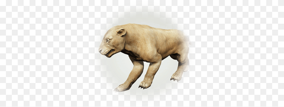 Lion Meat Bdo Codex Animal Figure, Canine, Dog, Mammal, Pet Png Image