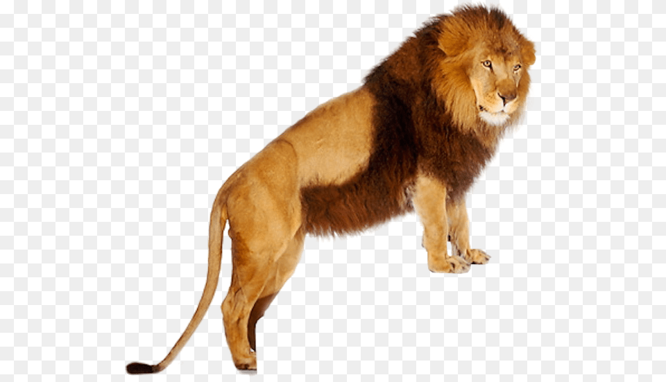 Lion On Table Full Hd Lion, Animal, Mammal, Wildlife Free Transparent Png