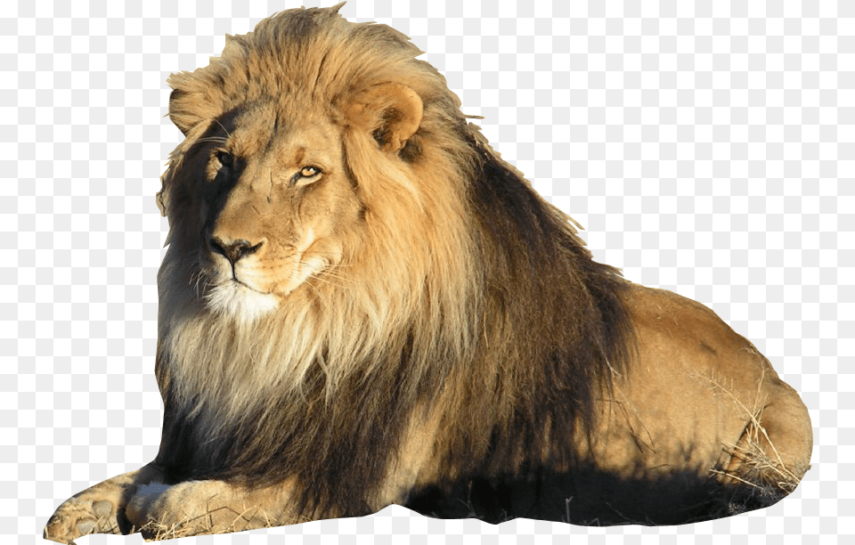Lion On Transparent Background, Animal, Mammal, Wildlife Free Png