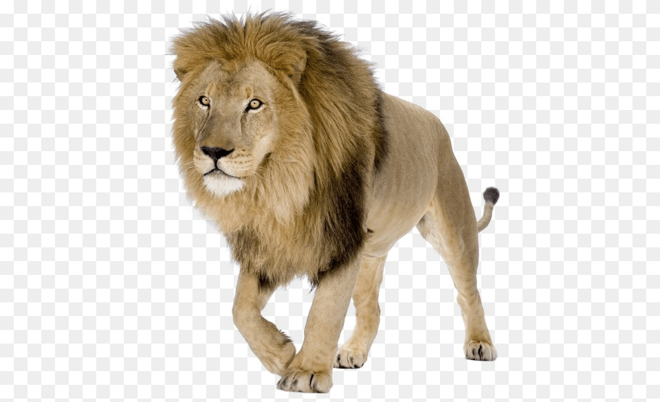 Lion Pic Background Lions, Animal, Mammal, Wildlife Free Png