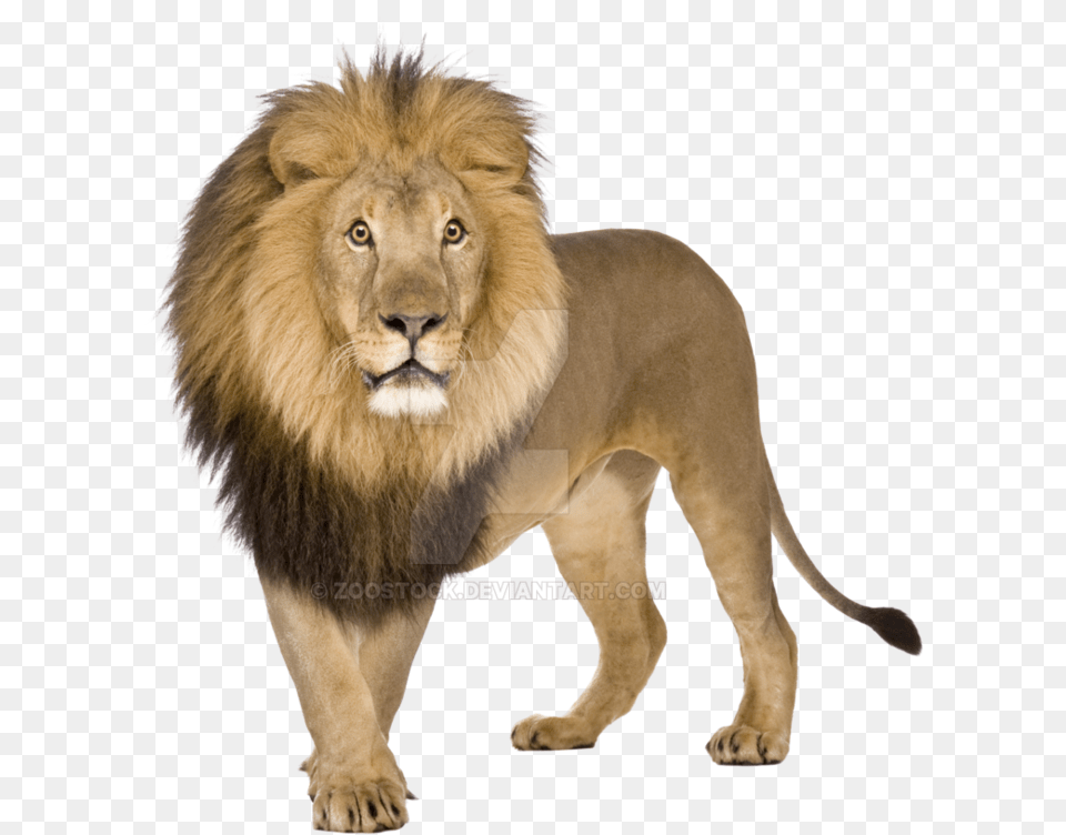 Lion Pictures White Background, Animal, Mammal, Wildlife Png Image