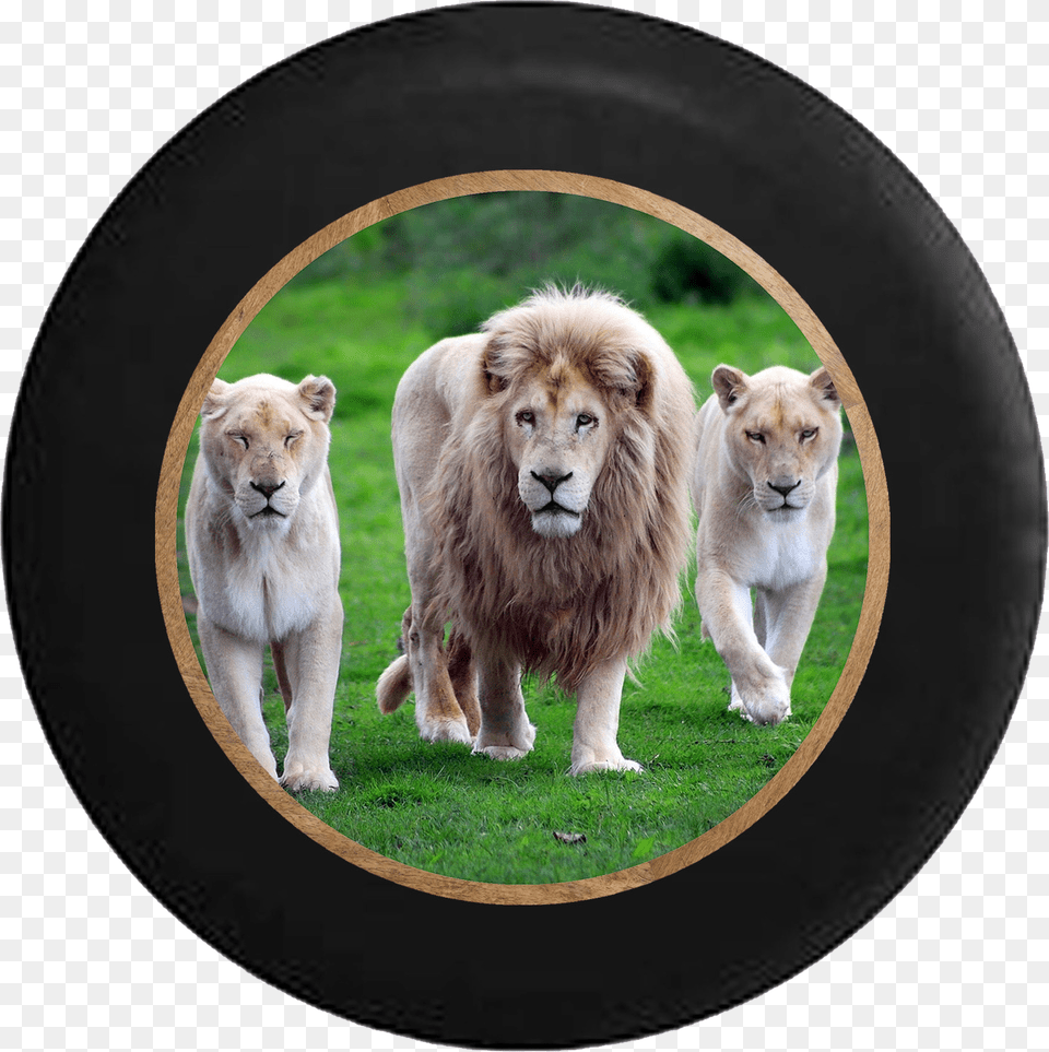 Lion Pride Full Mane With Lioness And Cub Jeep Camper Lion With His Family, Animal, Mammal, Photography, Wildlife Free Png