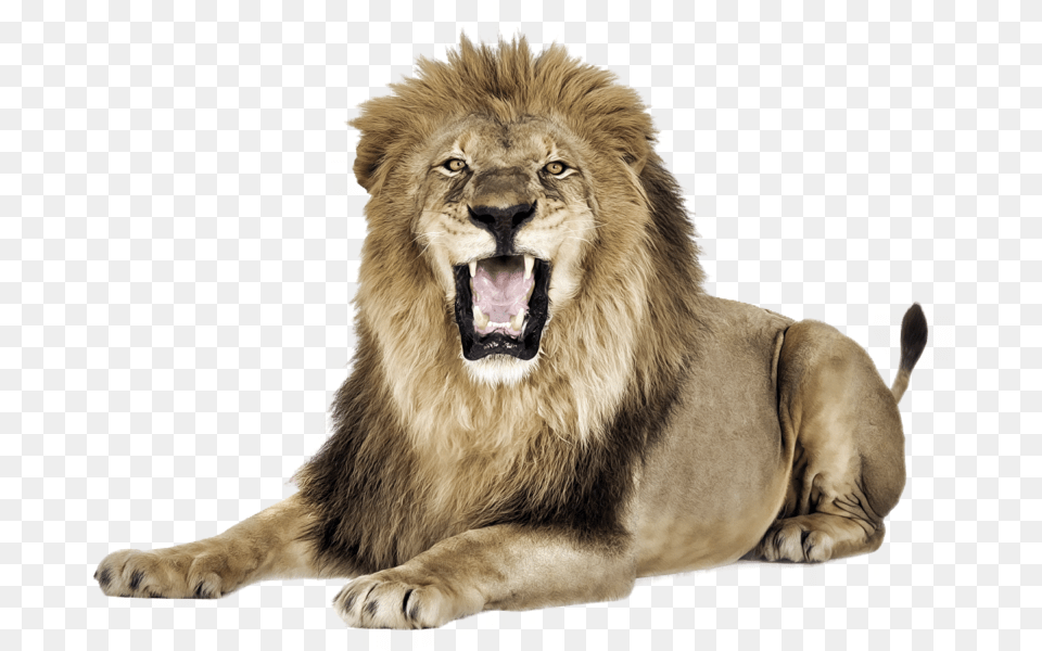 Lion Psd Files, Animal, Mammal, Wildlife Free Transparent Png