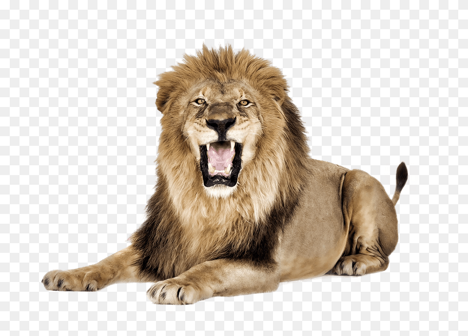Lion Roar, Animal, Mammal, Wildlife Free Png Download